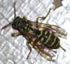 Polistes dominula